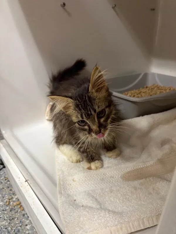 A young medium-sized male Tabby (Brown / Chocolate) Domestic Short Hair cat named Unknown for adoption in Burgaw, NC