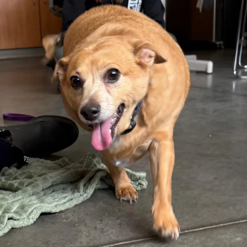 Cheddar Roberta thumbnail 2