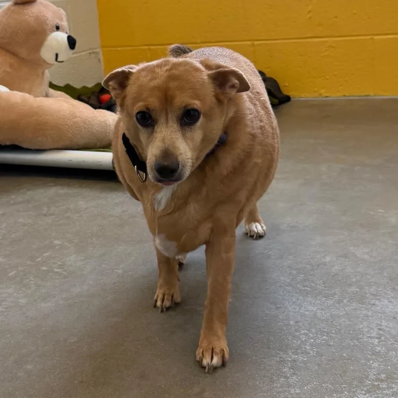 Cheddar Roberta thumbnail 3