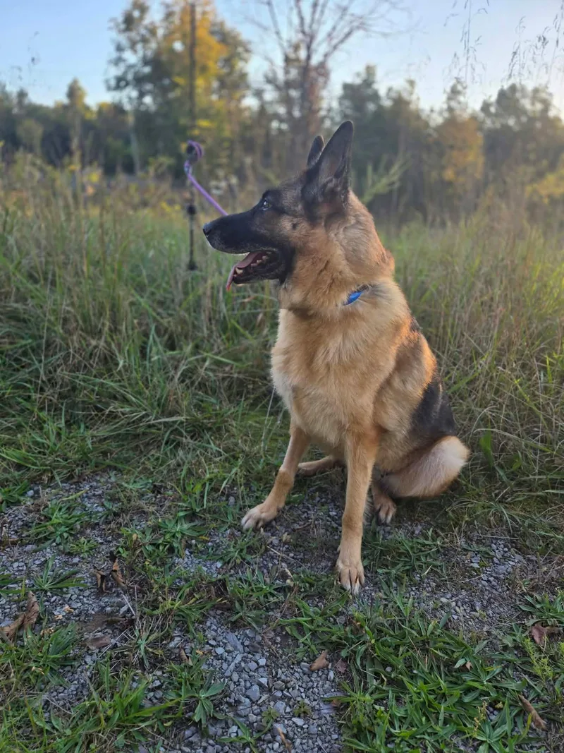 An adult large-sized female German Shepherd Dog dog named Kaluha for adoption in Greeneville, TN