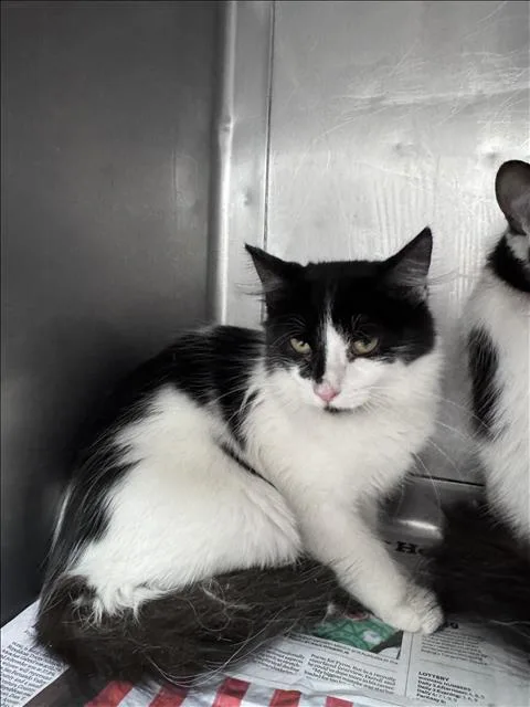 A baby small-sized female Domestic Short Hair cat named Riley for adoption in Chatsworth, CA