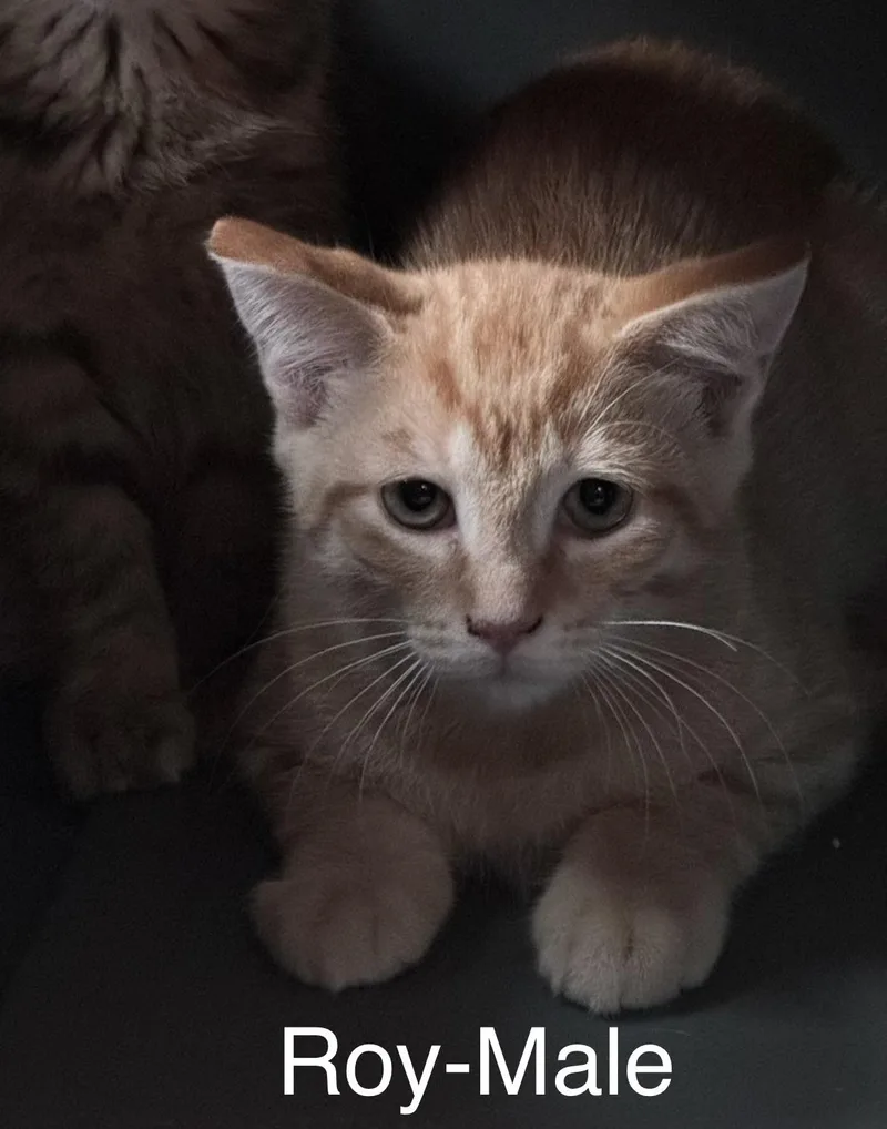 A baby medium-sized male Orange / Red Domestic Medium Hair cat named Roy for adoption in Crystal Lake, IL