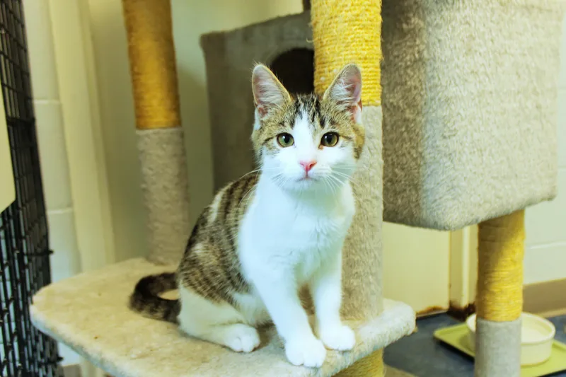 A baby medium-sized female Tabby (Brown / Chocolate) Domestic Short Hair cat named Rome for adoption in Urbana, OH