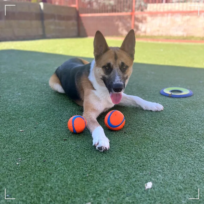 A young large-sized male Brown / Chocolate German Shepherd Dog dog named Rugby for adoption in Upland, CA
