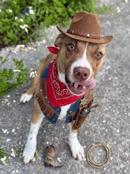 An adult medium-sized male Mixed Breed dog named Desperado for adoption in New Orleans, LA