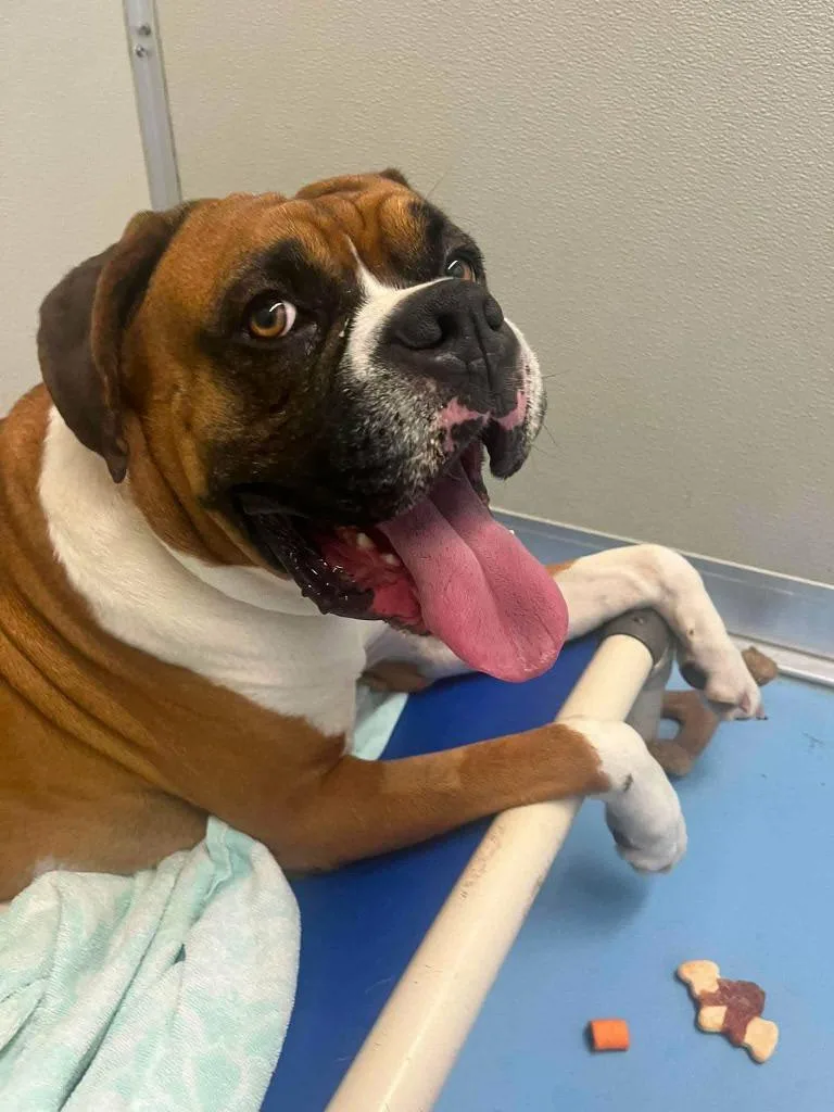 Beethoven BeefCake
