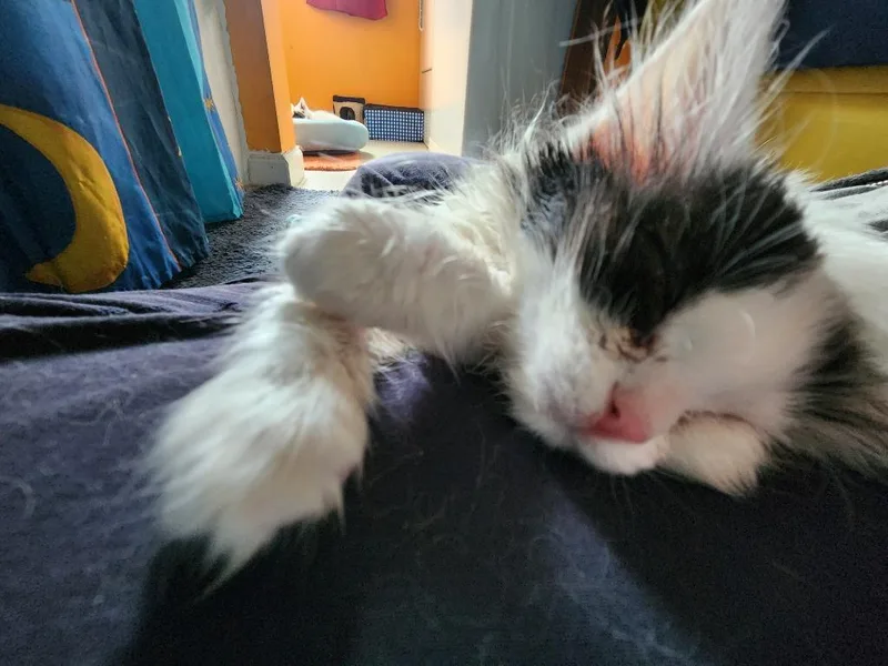 Gertie thumbnail 5