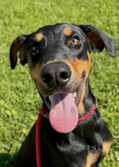 Doby