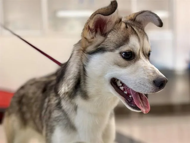 A young small-sized male Husky dog named Joey for adoption in Santa Rosa, CA