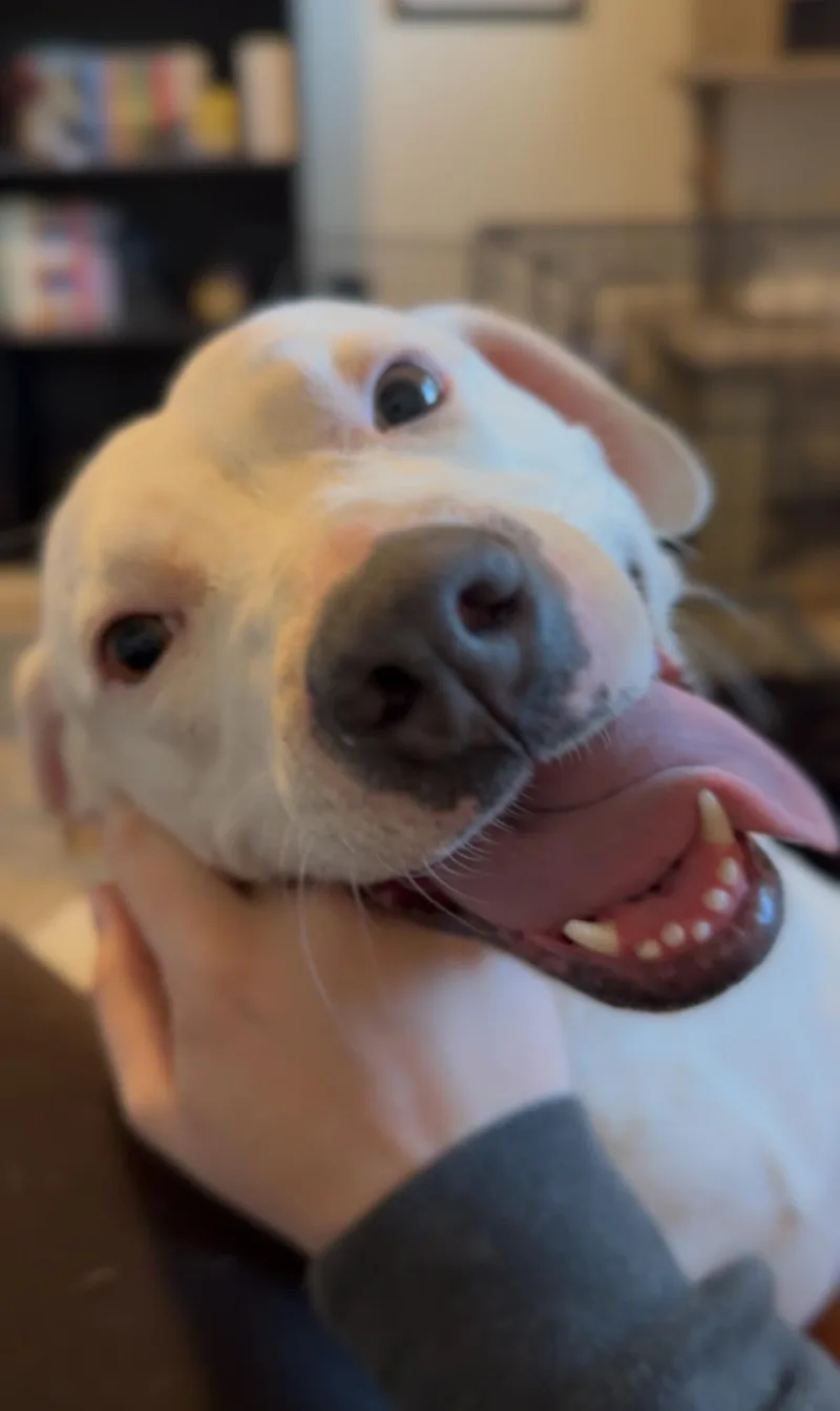 A young medium-sized female White / Cream American Staffordshire Terrier dog named Morticia for adoption in Houston, TX