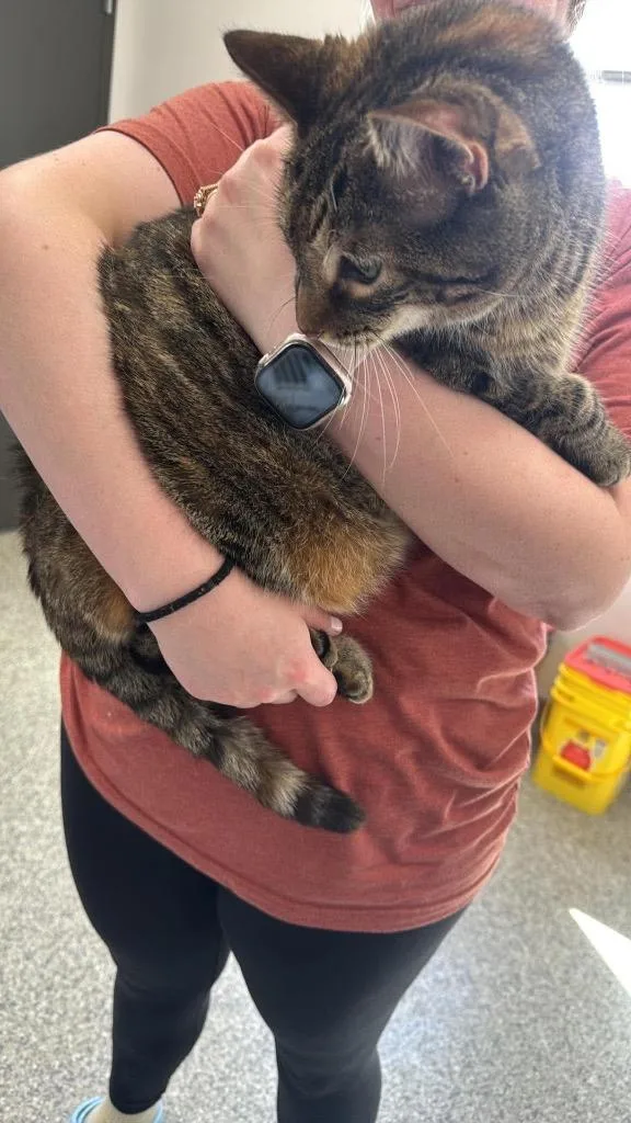A senior medium-sized female American Shorthair cat named Armani for adoption in Van Wert, OH