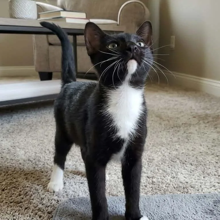 A baby small-sized female Black Domestic Short Hair cat named Charlie for adoption in Eufaula, AL