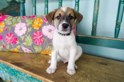 A baby small-sized male Border Collie dog named Lionel for adoption in San Antonio, TX