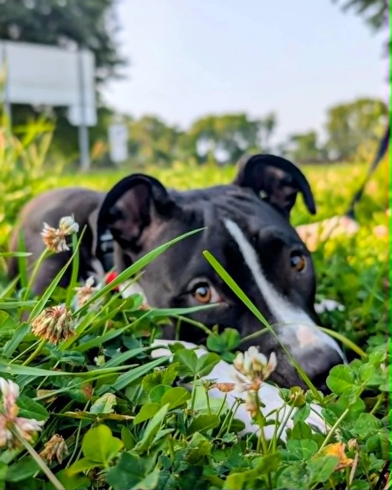 A young medium-sized male American Staffordshire Terrier dog named Panda for adoption in Maybrook, NY
