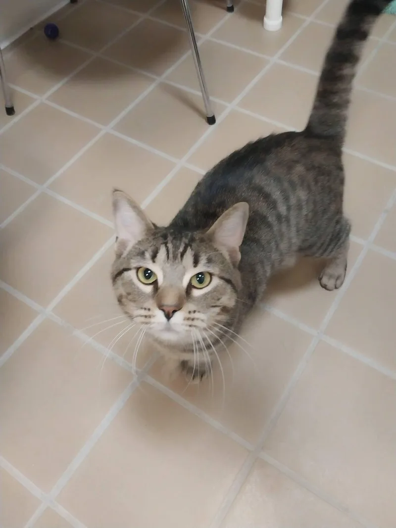 An adult large-sized male Tabby (Brown / Chocolate) Domestic Short Hair cat named Timmy for adoption in Temple, PA