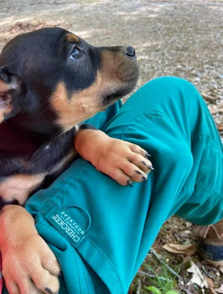 A baby medium-sized male Mixed Breed dog named Alistar for adoption in Fond Du Lac, WI