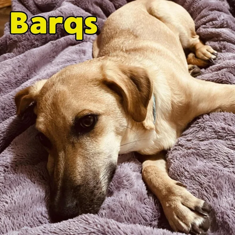 Barq's Root Beer thumbnail 2