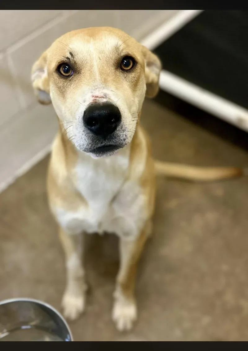 A young medium-sized female Yellow / Tan / Blond / Fawn Labrador Retriever dog named Ginger for adoption in Sherman, TX