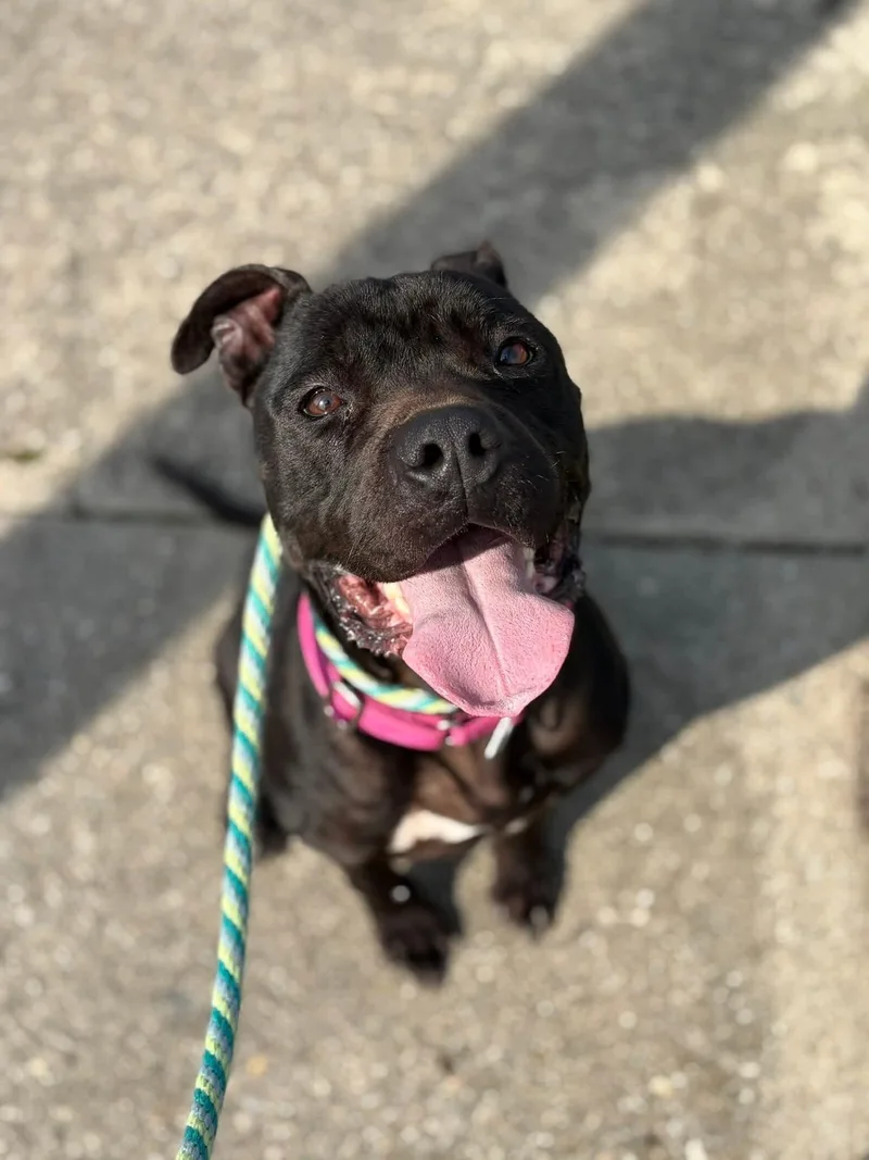 An adult large-sized female Black Mixed Breed dog named Barbara for adoption in Cincinnati, OH