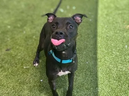 An adult medium-sized female Terrier dog named Girlfriend for adoption in Gainesville, FL