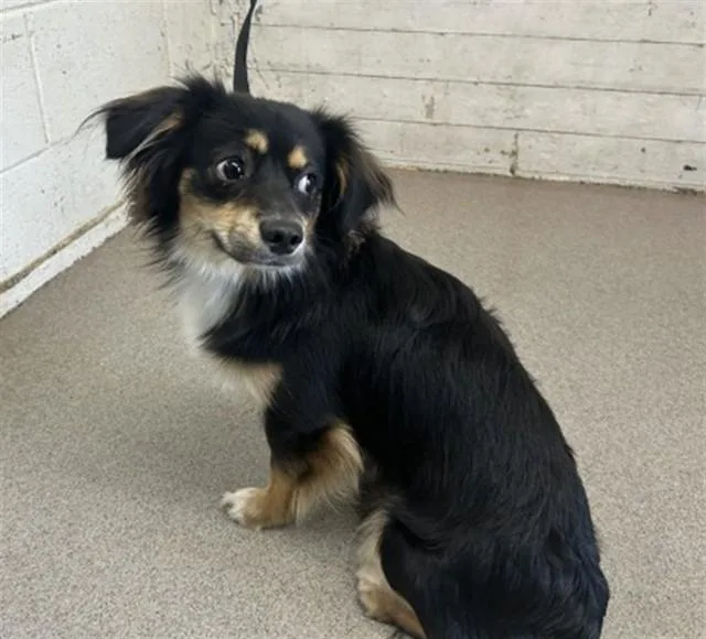 A young small-sized male Chihuahua dog named Rocket for adoption in San Bernardino, CA