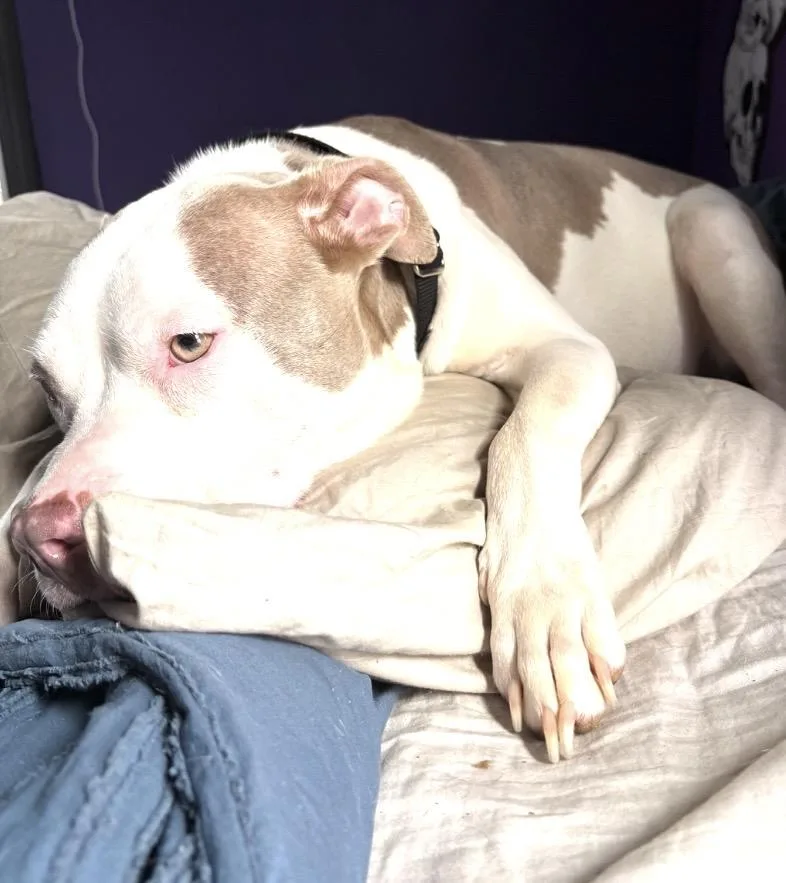 An adult medium-sized female White / Cream Terrier dog named Priscilla for adoption in Elyria, OH
