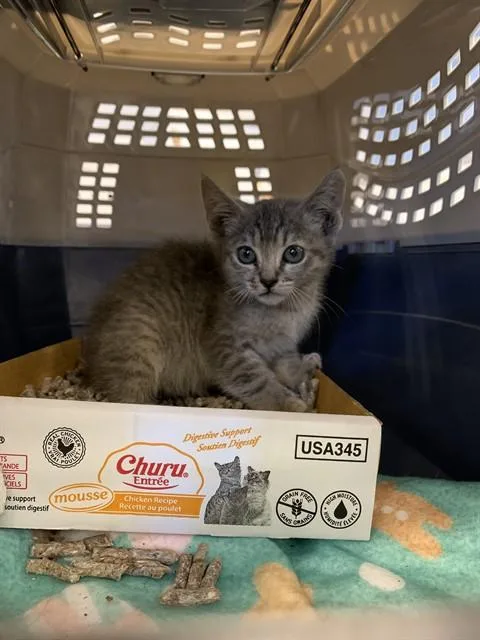 A baby small-sized female Domestic Short Hair cat named Alani for adoption in San Jose, CA