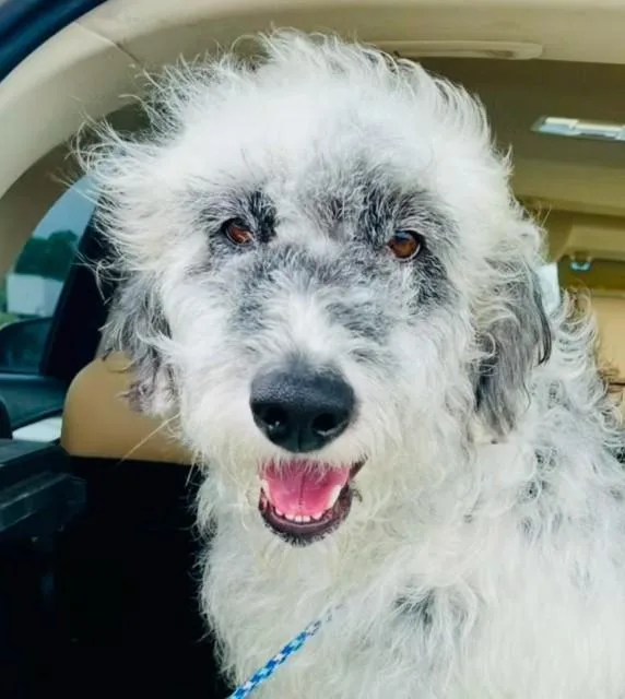 An adult medium-sized male White / Cream Goldendoodle dog named Matthew for adoption in Dallas, TX