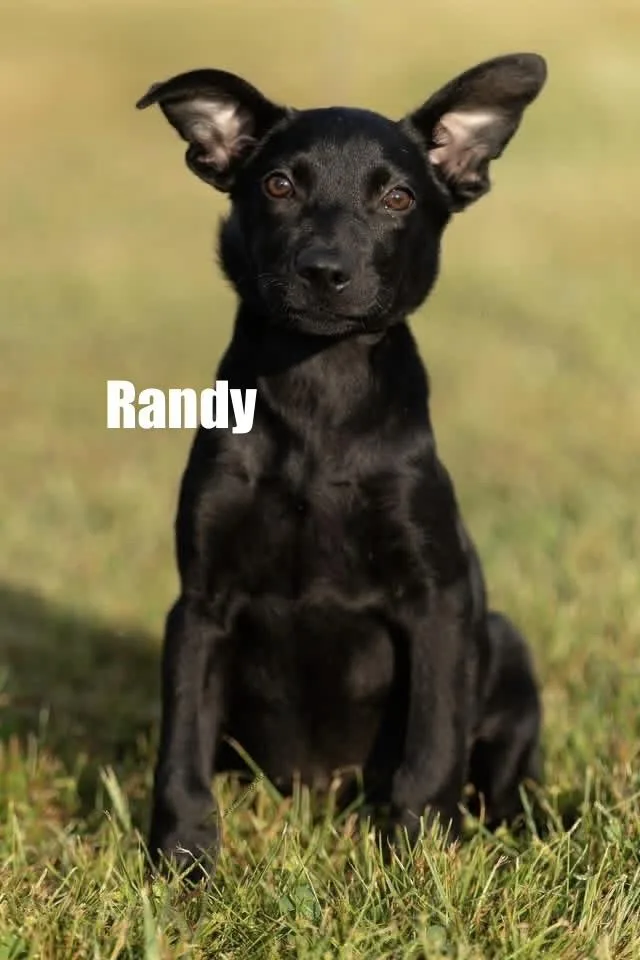 A baby medium-sized male Shepherd dog named Randy for adoption in Irwin, PA