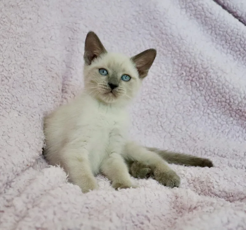 A baby medium-sized female Siamese cat named Lavender for adoption in Saint Augustine, FL