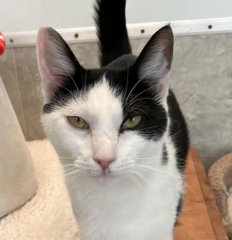 A young medium-sized female Black & White / Tuxedo Domestic Short Hair cat named Zoey for adoption in Dublin, OH