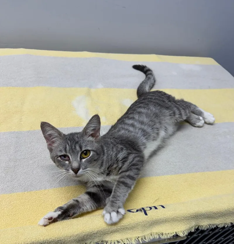 A young medium-sized female Tabby (Gray / Blue / Silver) Domestic Short Hair cat named Pebbles for adoption in Mount Vernon, OH