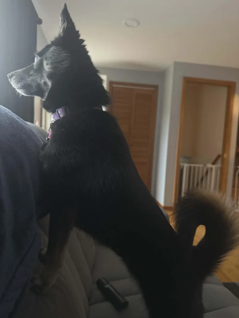 Bailey thumbnail 3