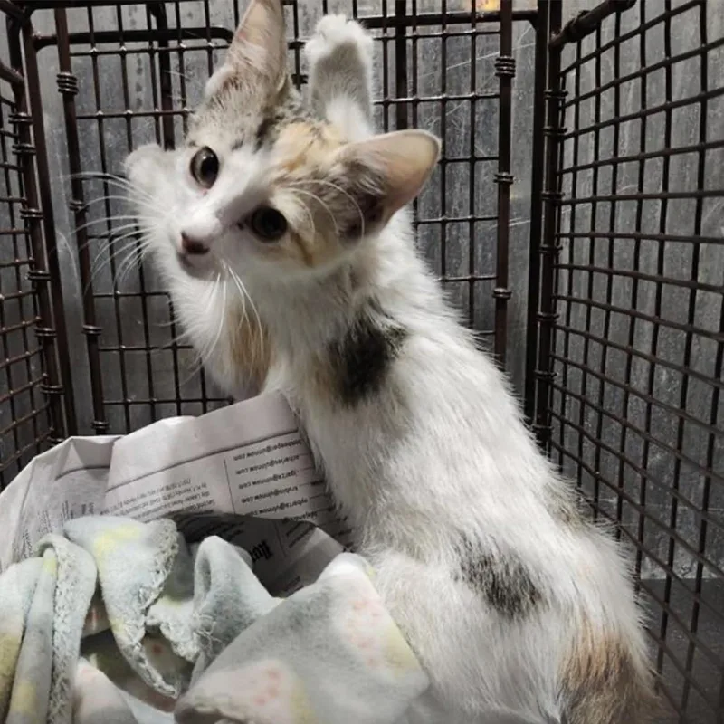 A baby small-sized female White Domestic Short Hair cat named Birdie for adoption in San Antonio, TX