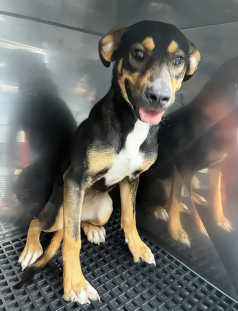A young medium-sized female Black Mixed Breed dog named Piper for adoption in Nashville, TN