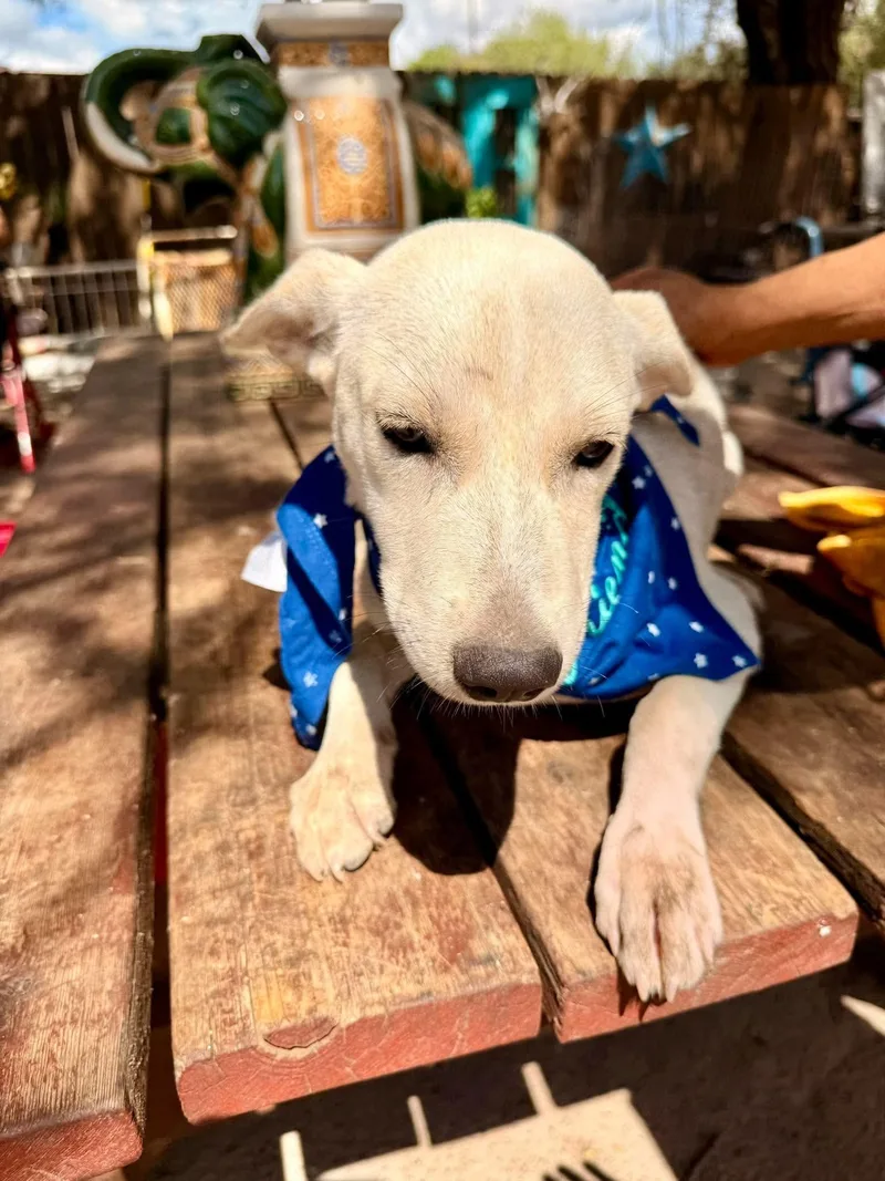 A baby medium-sized female Labrador Retriever dog named Dolly for adoption in Gregory, TX