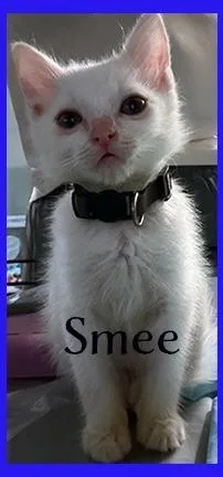 A baby medium-sized male Domestic Medium Hair cat named Smee for adoption in Hoover , AL
