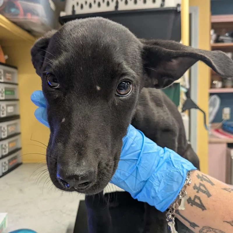 A baby medium-sized female Black Mixed Breed dog named Sadie for adoption in Huntsville, AR