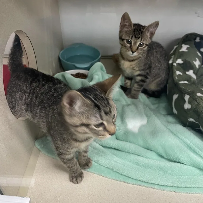 A baby small-sized female Brown / Chocolate Domestic Short Hair cat named Miss Flufferton for adoption in Webster, TX
