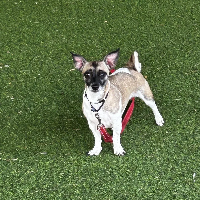 An adult small-sized female Apricot / Beige Mixed Breed dog named Tilly for adoption in Jupiter, FL