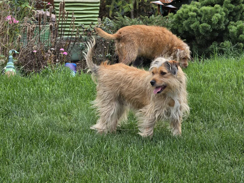 A baby medium-sized female Apricot / Beige Terrier dog named Isla for adoption in Des Plaines, IL