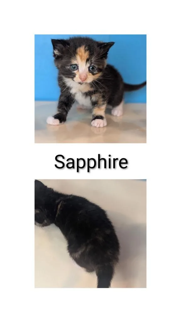 A baby small-sized female Domestic Short Hair cat named Sapphire for adoption in Syracuse, IN