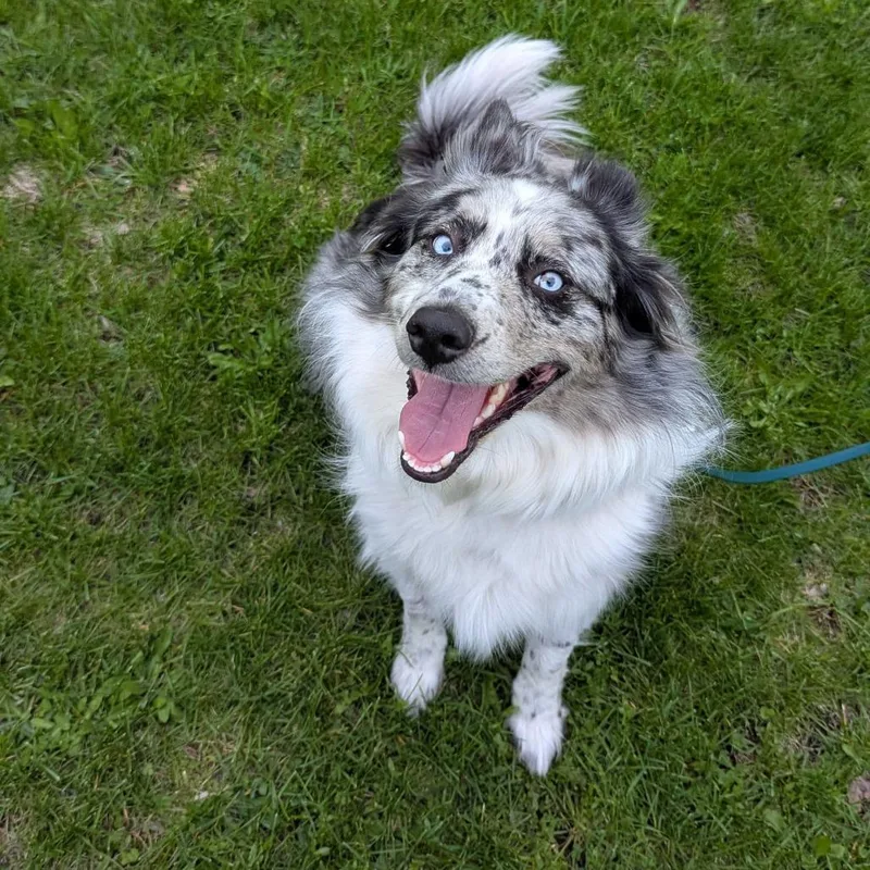 Nova