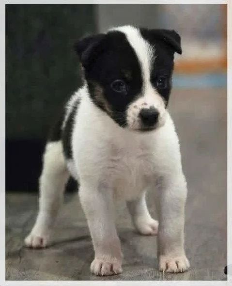 A baby medium-sized female Border Collie dog named Stevie Rock for adoption in Jacksonville, NC