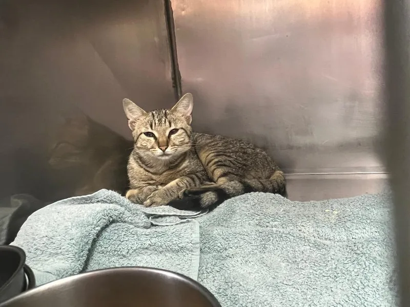A young medium-sized male Domestic Short Hair cat named Parker for adoption in Murray, KY