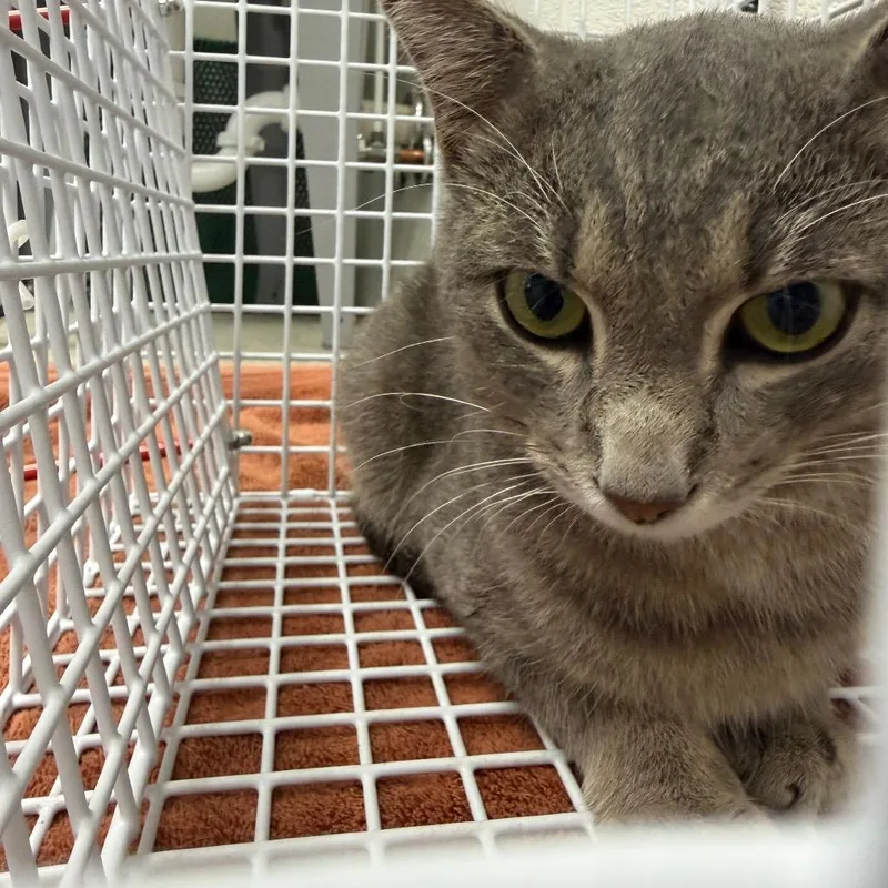 An adult medium-sized female Gray / Blue / Silver Domestic Short Hair cat named Fractious Rosemary for adoption in Columbiana, AL