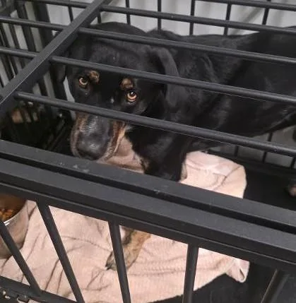 A young medium-sized male Rottweiler dog named Stark for adoption in Clinton, MO