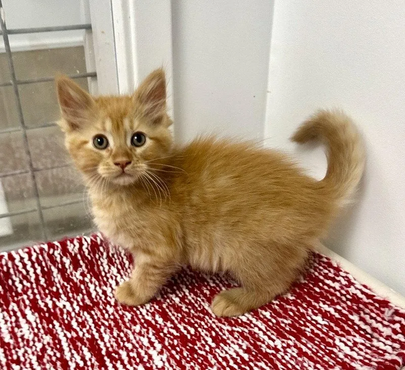 Cutie