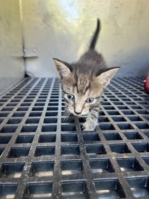 A baby small-sized male Domestic Short Hair cat named Scout for adoption in Miami, FL