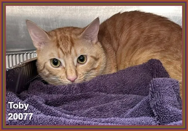 An adult medium-sized male Orange / Red Domestic Short Hair cat named Toby for adoption in Marietta, GA